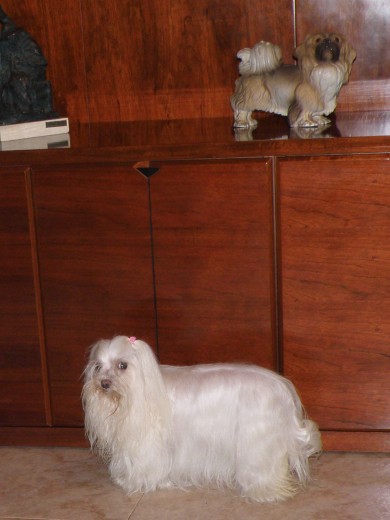 esta es IRIS la de abajo y come -la de arriba no come ja ja ja 